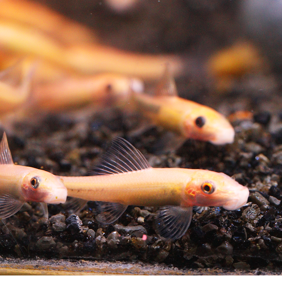 Gold sucking loach