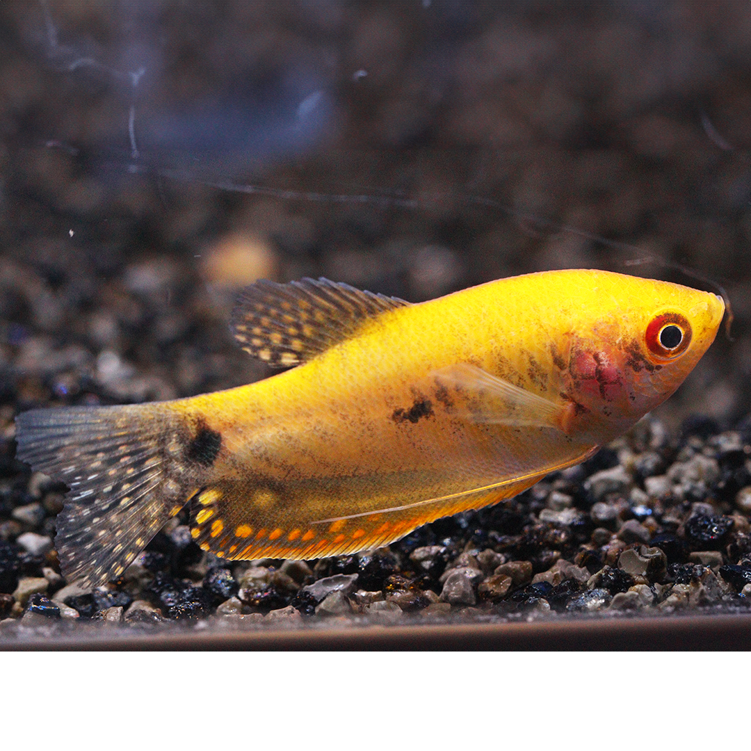 Gold Gourami