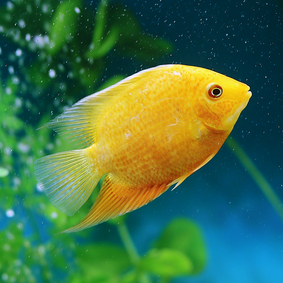 Gold Severum 4-5cm