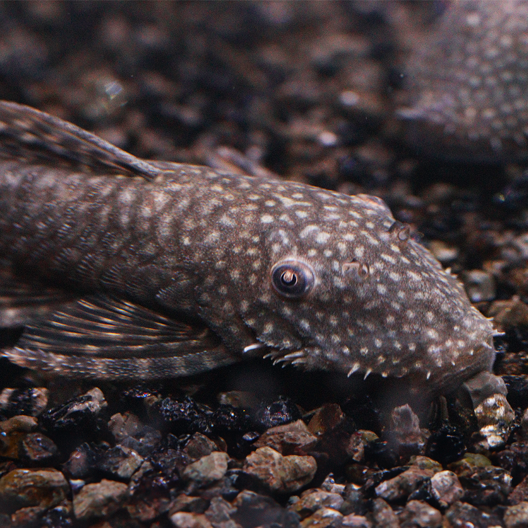 Green Spot Bristlenose Ancistrus plec 6-7cm