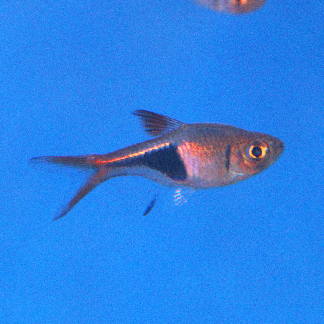 Harlequin rasbora 2.5cm