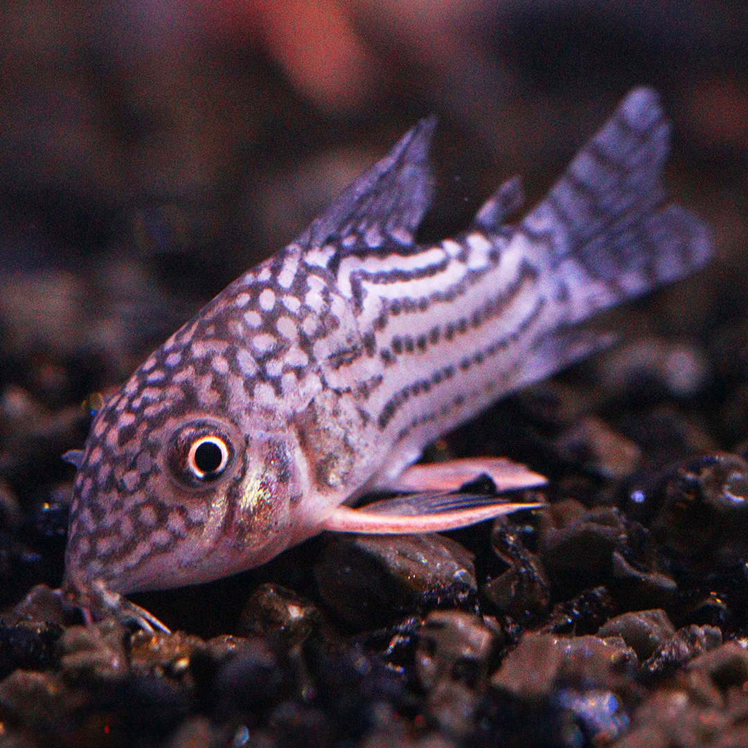 Julii Corydoras 2.5cm -3cm