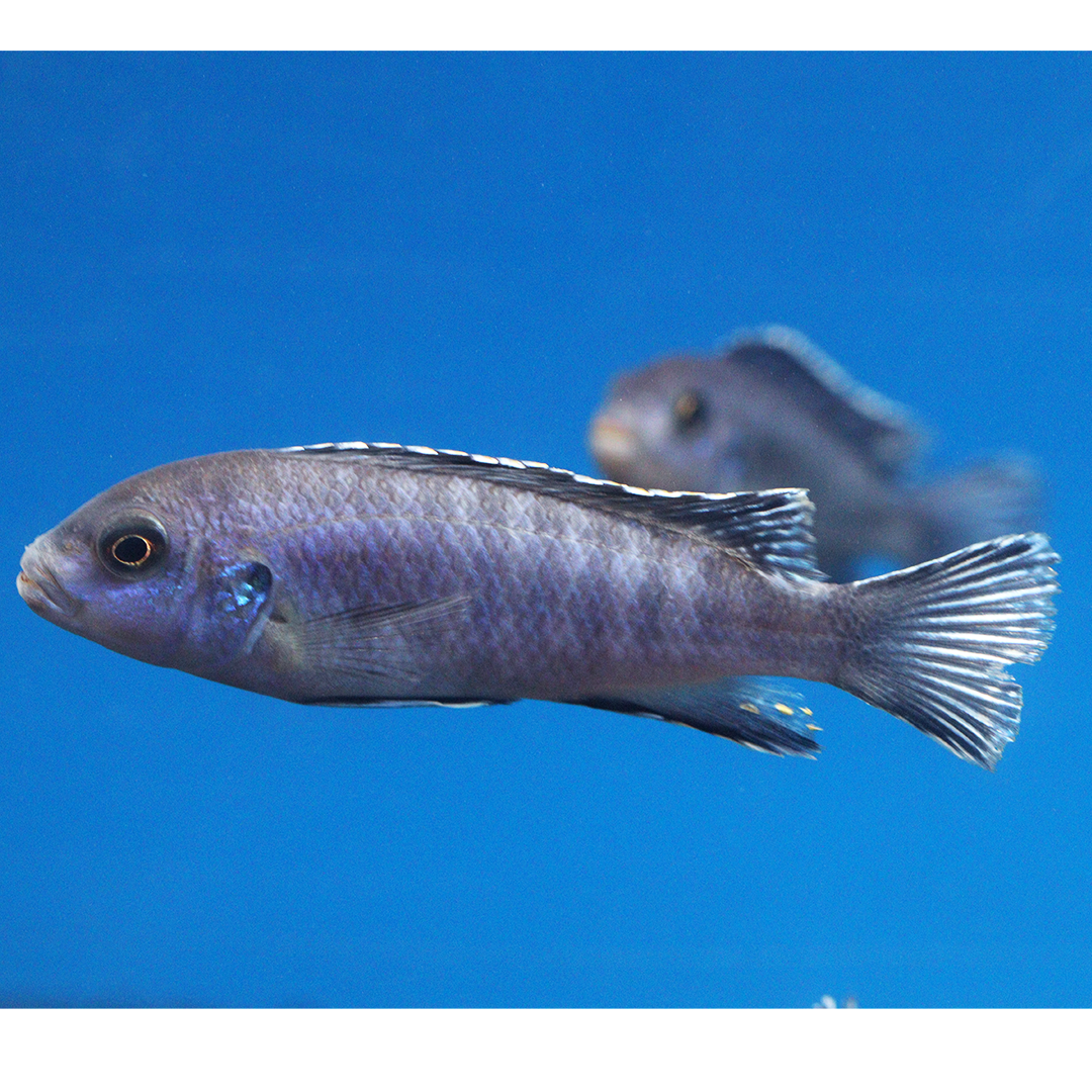 Kenyi Cichlid
