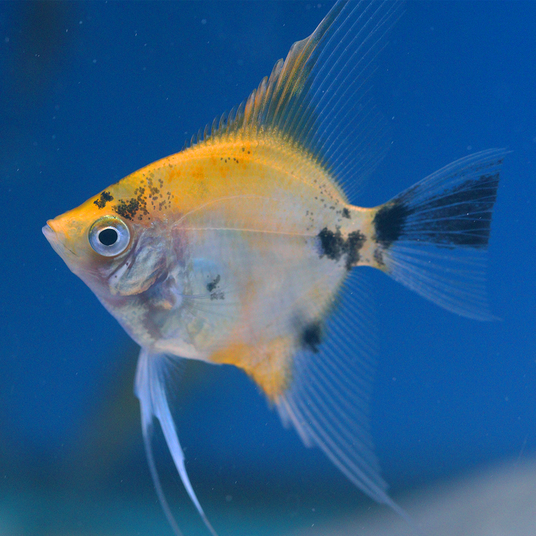 Koi Angelfish 3.5-5cm