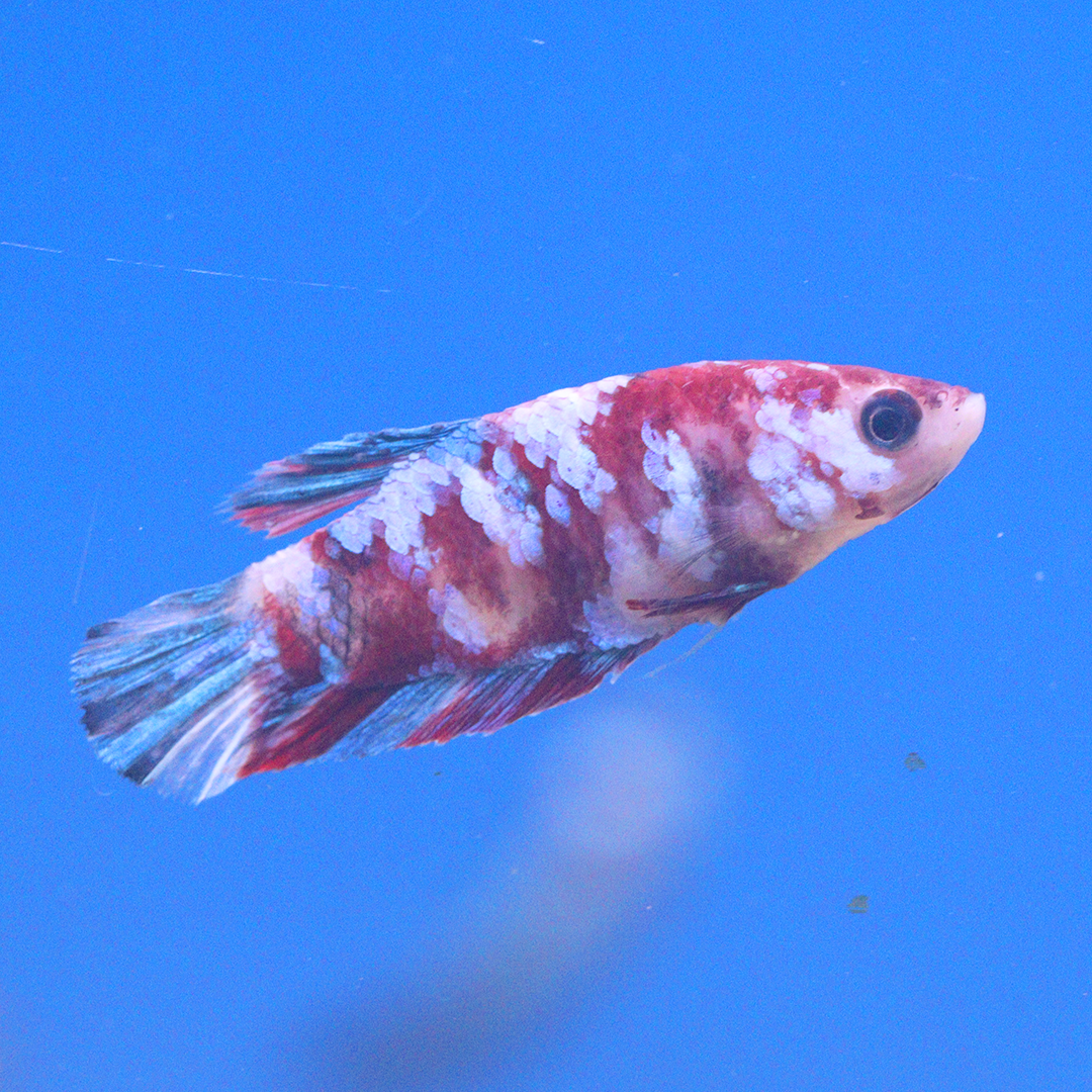 Galaxy Koi Female Betta Siamese Fighter 2.5-3cm