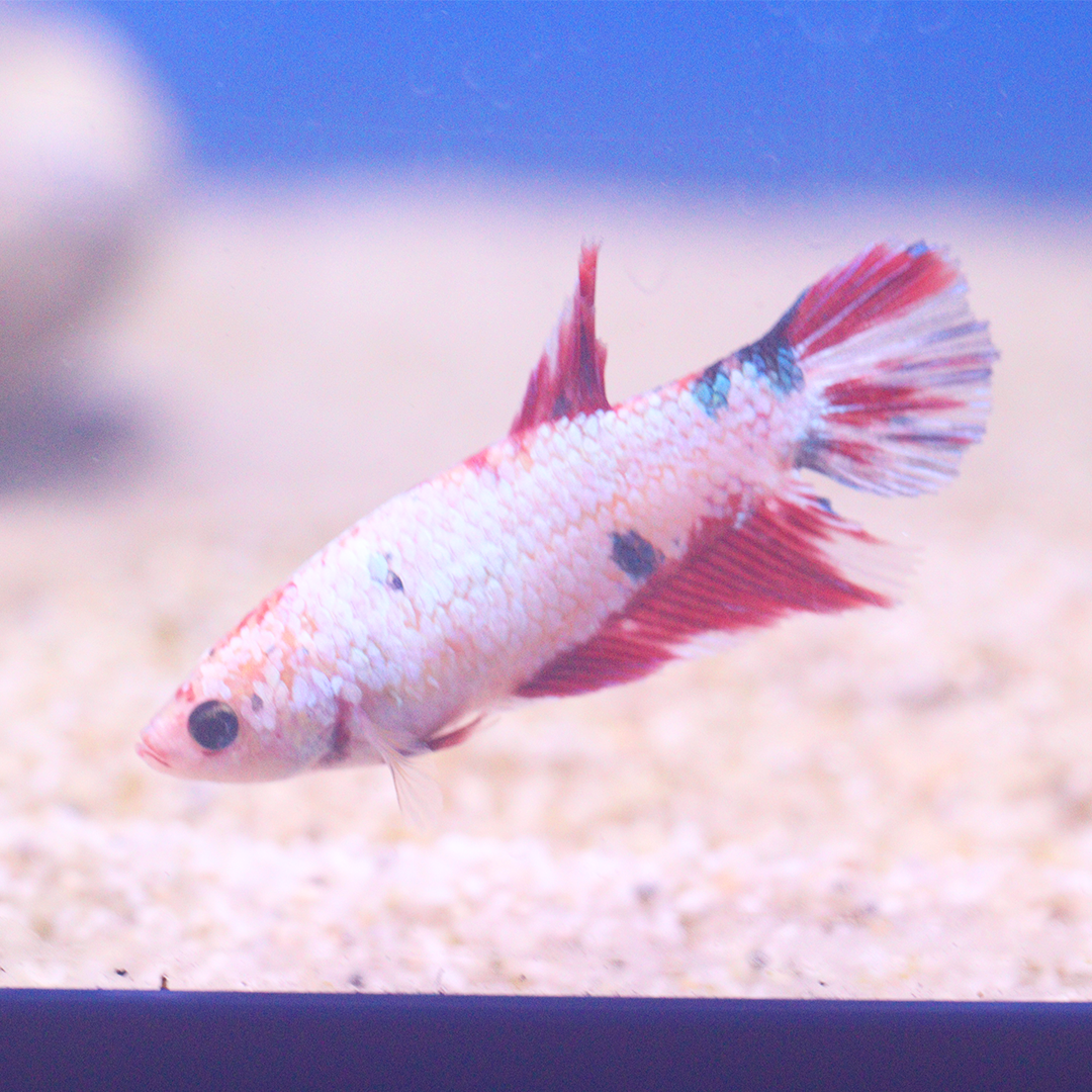 Galaxy Koi Female Betta Siamese Fighter 2.5-3cm