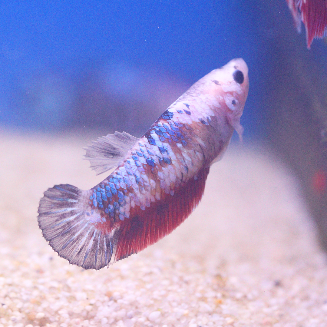 Galaxy Koi Female Betta Siamese Fighter 2.5-3cm