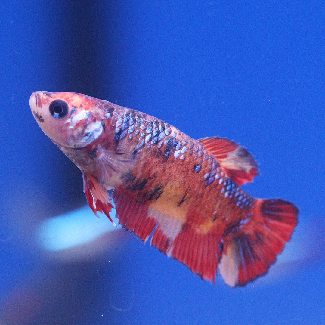 Galaxy Koi Female Betta Siamese Fighter 2.5-3cm