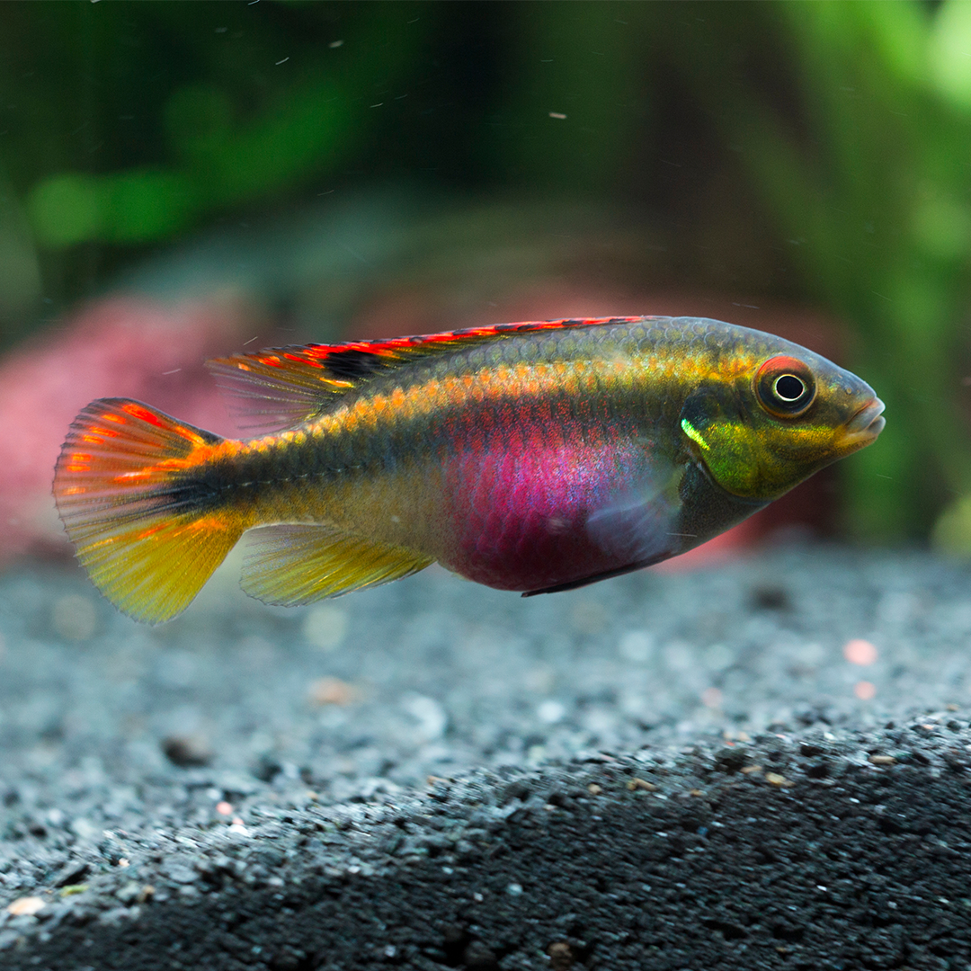 Kribensis  3.5cm - 4.5cm