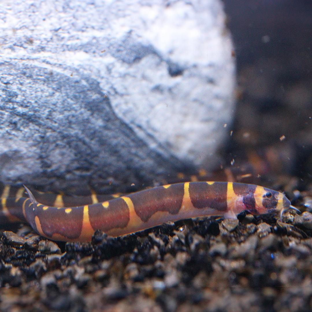 Kuhli Loach 3-4.5cm