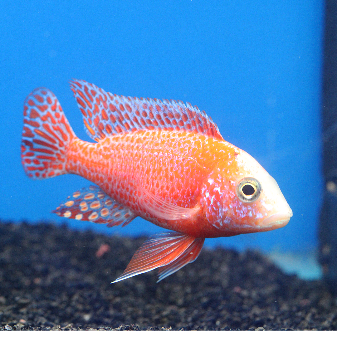 Aulonocara firefish peacock Cichlid LARGE