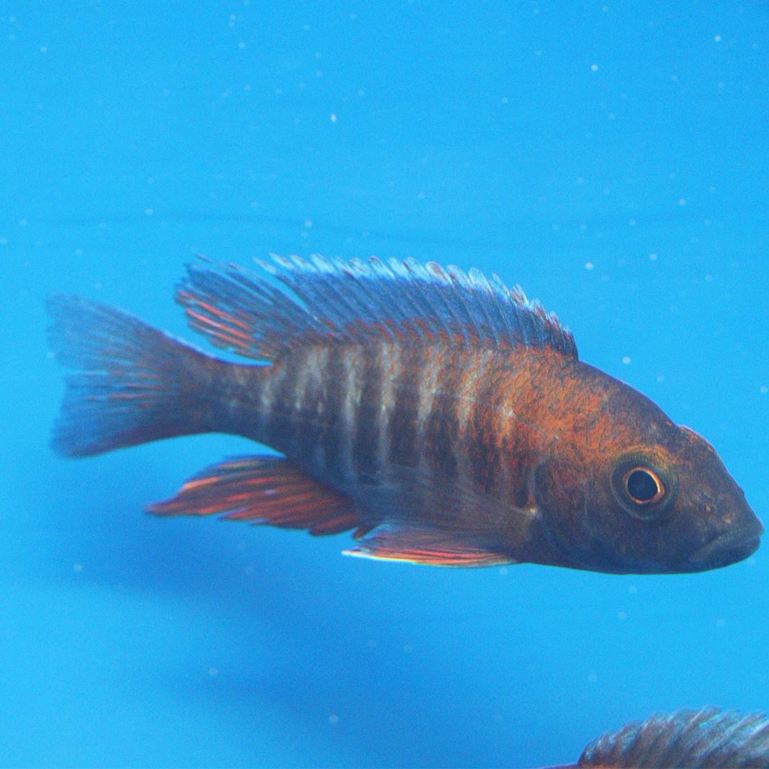 Fairy Peacock Cichlid LARGE