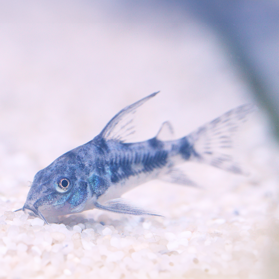 Long fin peppered Corydoras 2.5cm -3cm