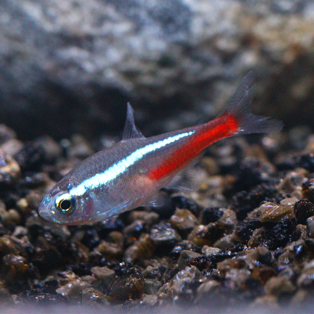 Neon Tetra 2-3cm