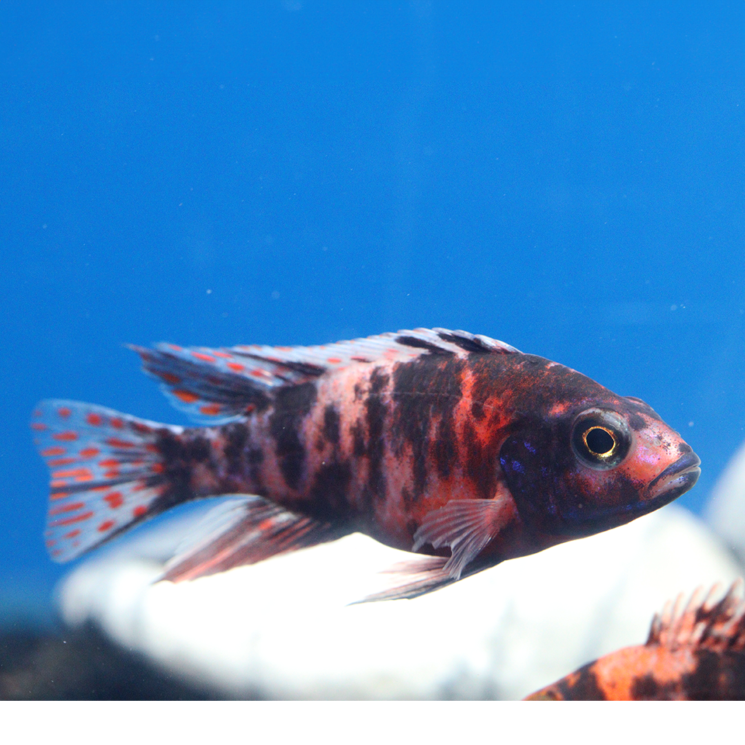 OB Peacock cichlid