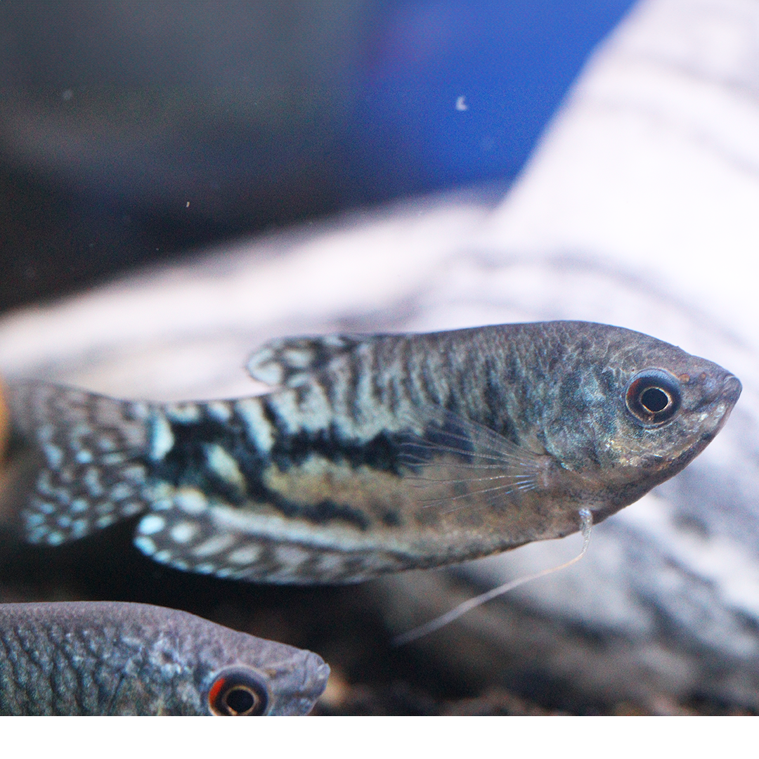 Opaline Gourami