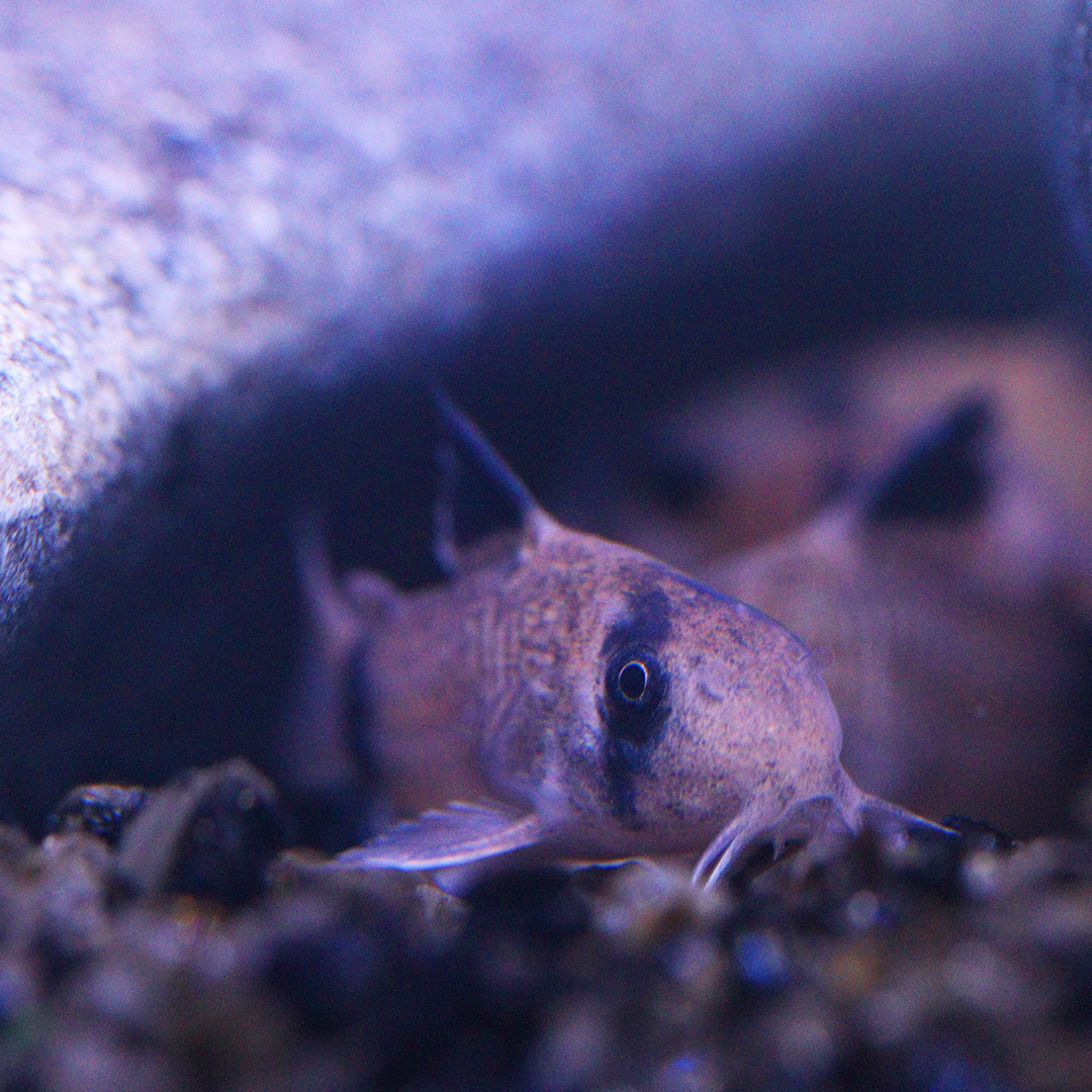 Panda Corydoras 2.5cm -3cm