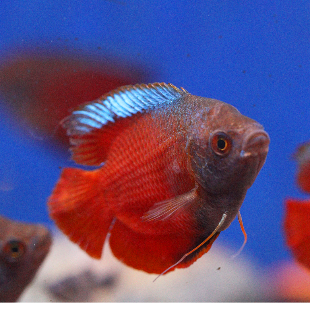 Blood Red Dwarf Gourami