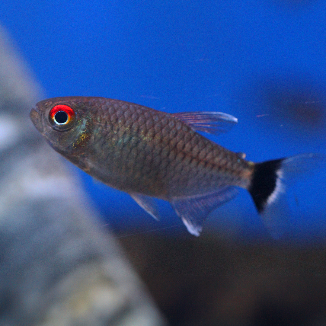 Red Eye Tetra 2cm - 3cm