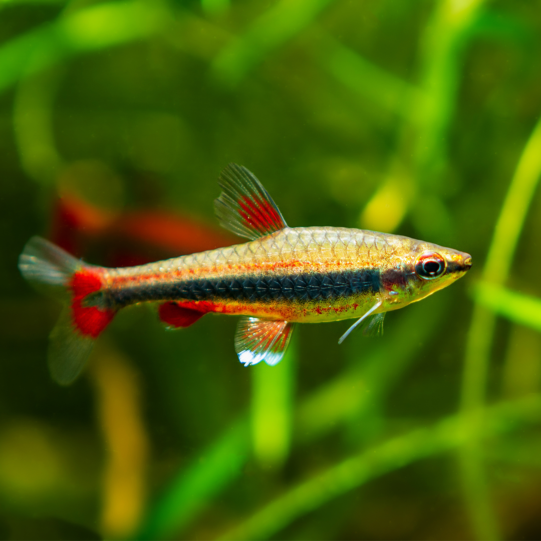 Red Pencilfish 2-3cm