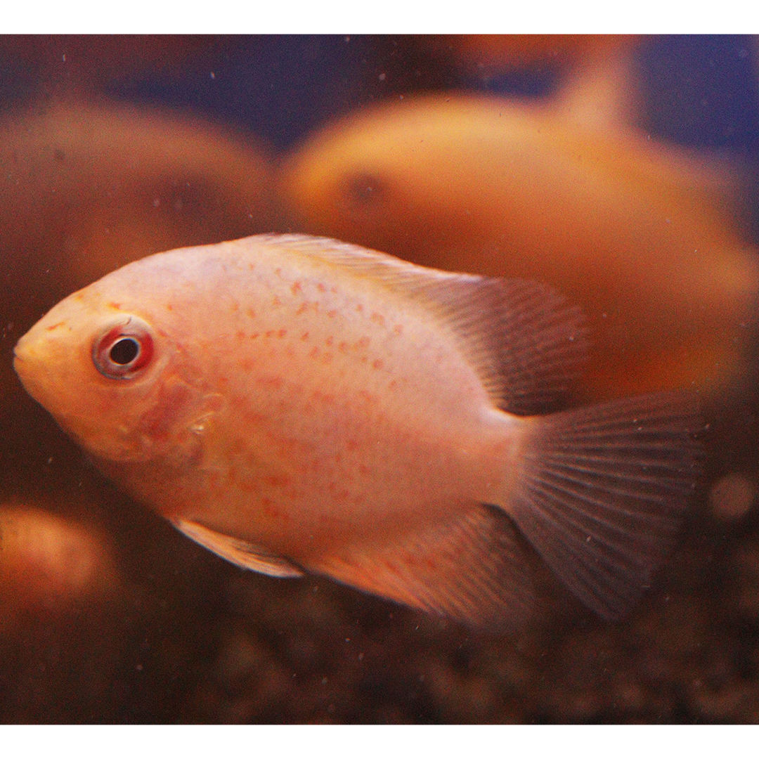 Red Spot Severum 4-5cm