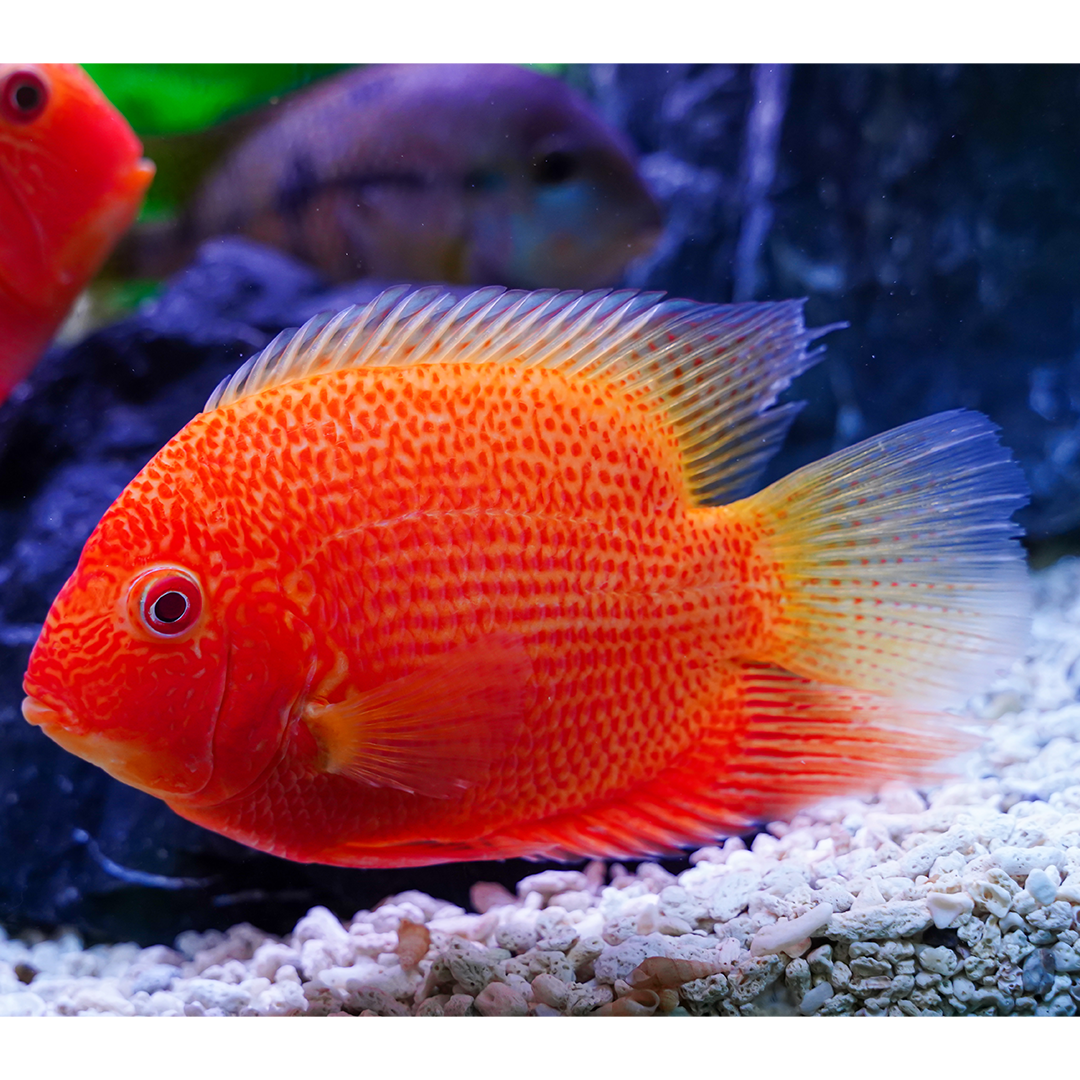 Red Spot Severum 4-5cm