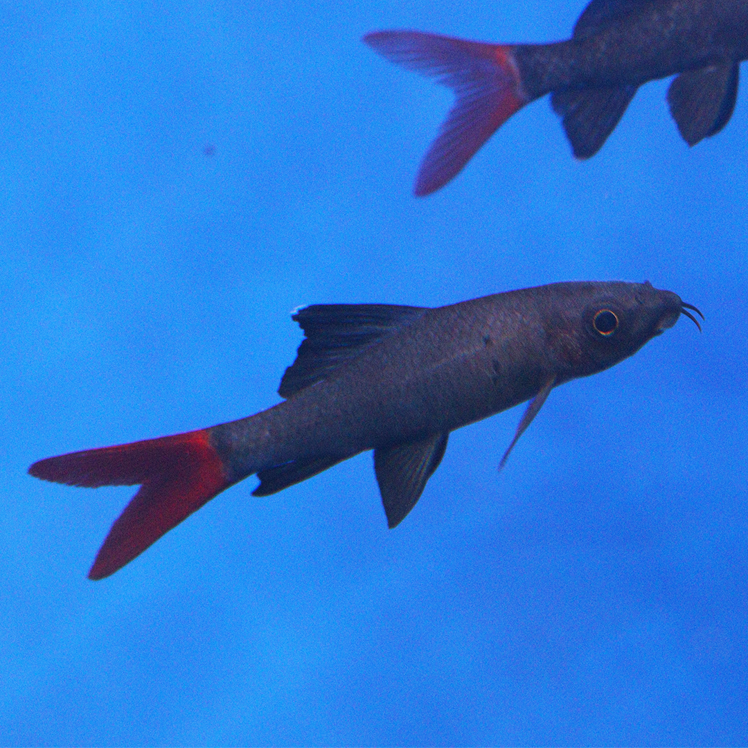 Red tail Shark 4-5cm