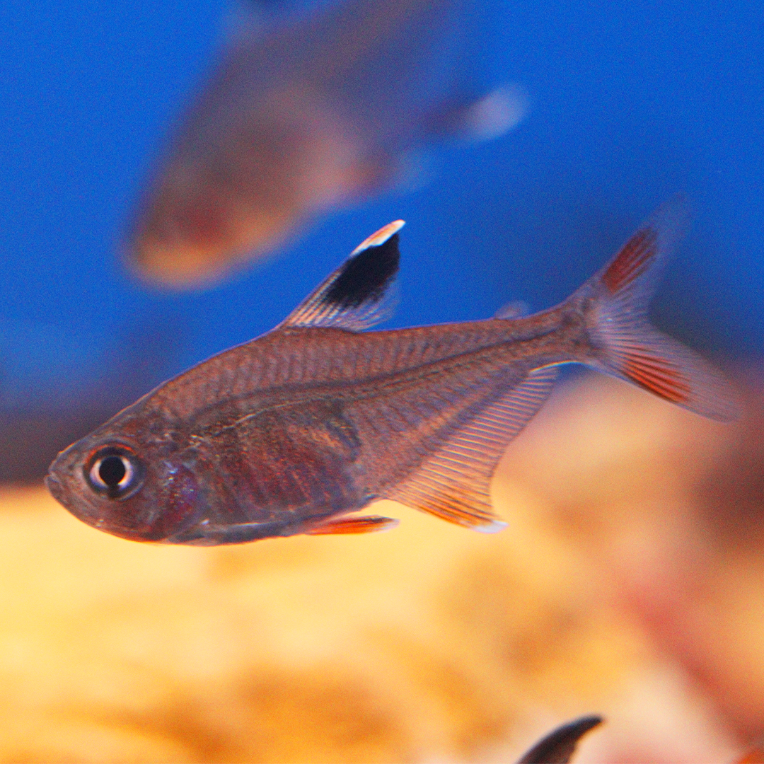 Rosy Tetra 1.8cm - 2.4cm