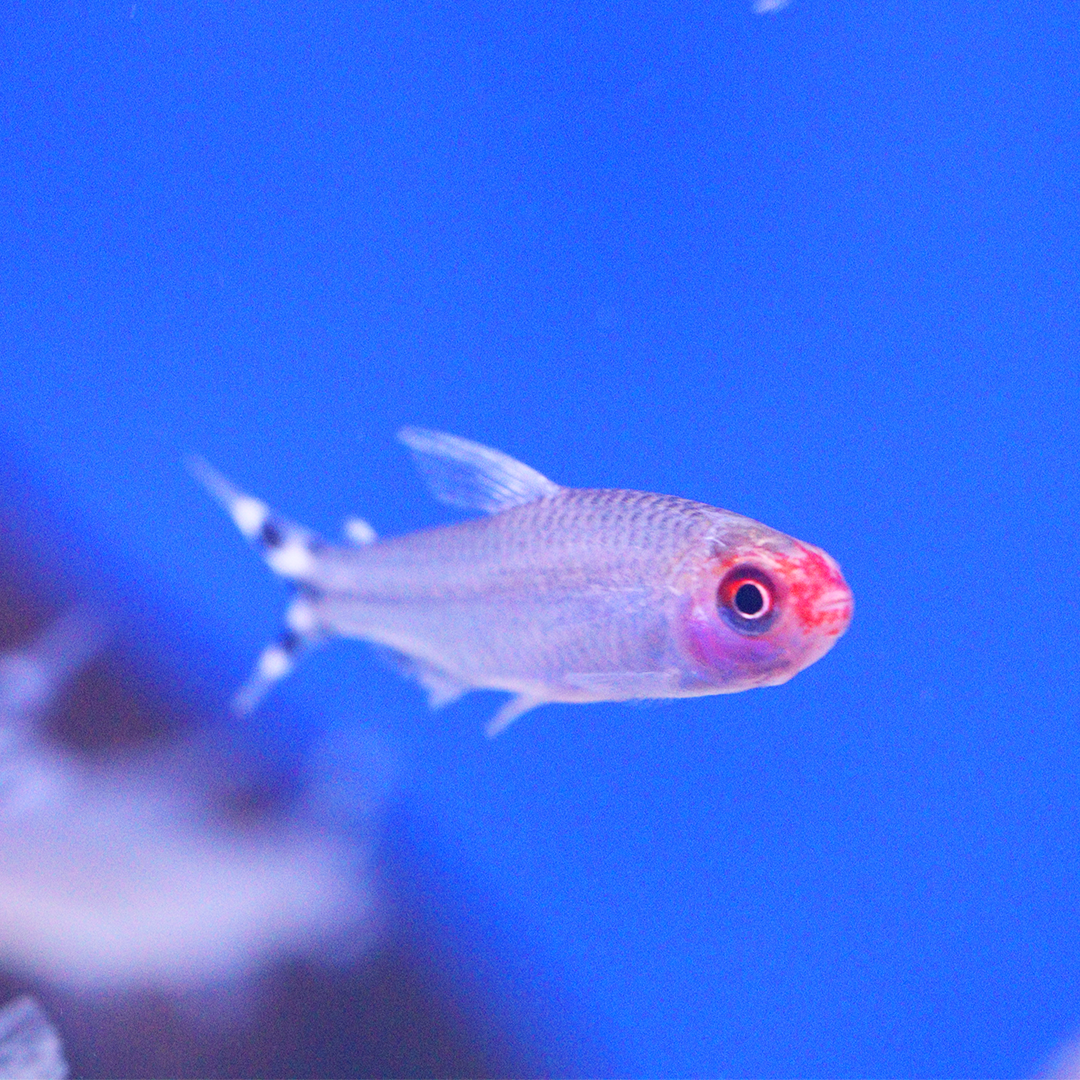 Rummynose tetra 2.5-3cm