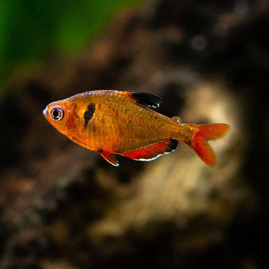 Serpae Tetra 2-3.5cm