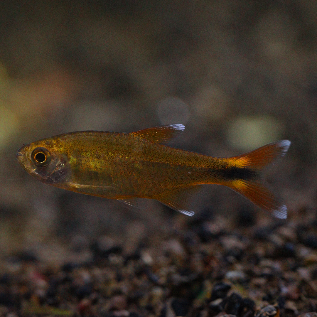 Silver Tip Tetra 2cm - 3cm