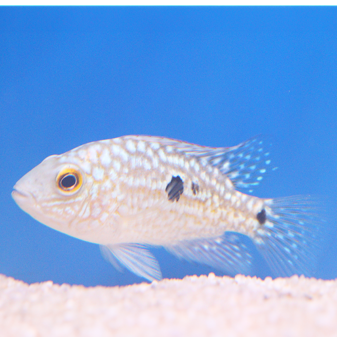 Texas Cichlid 4-5cm