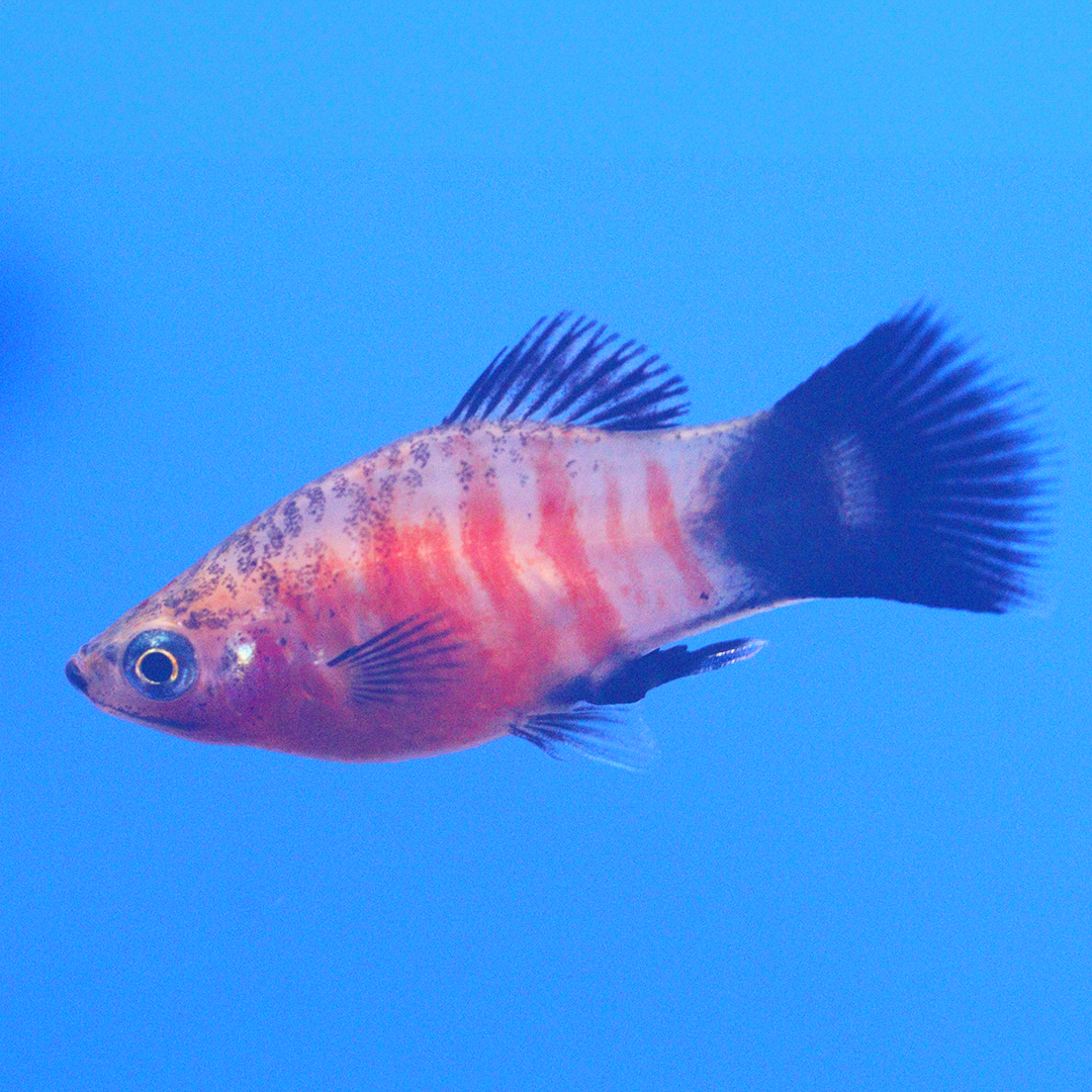 Red Tiger Platy 2.5-3.5cm