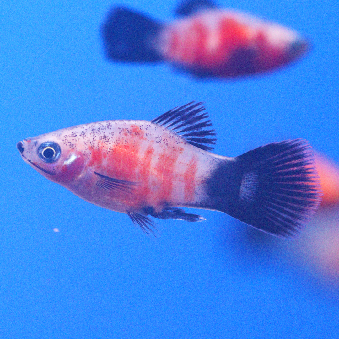 Red Tiger Platy 2.5-3.5cm