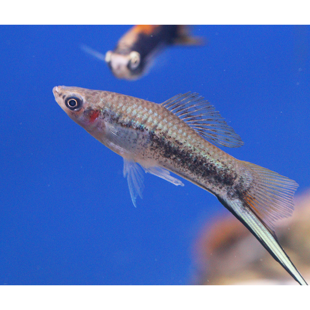 Tiger swordtail 2.5-3.5cm