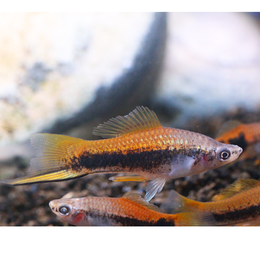 Tiger swordtail 2.5-3.5cm