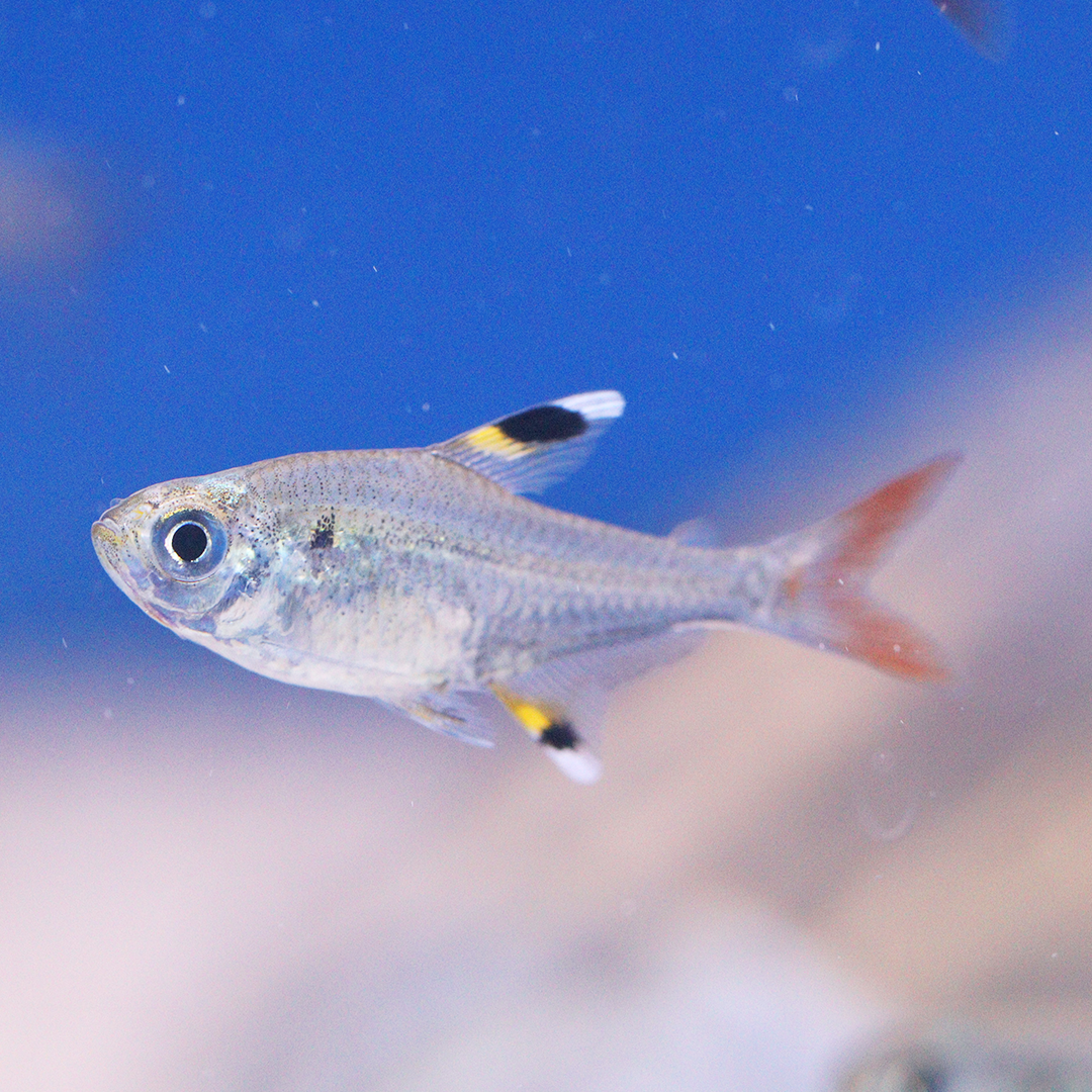 Kitty / X ray Tetra 2-3cm