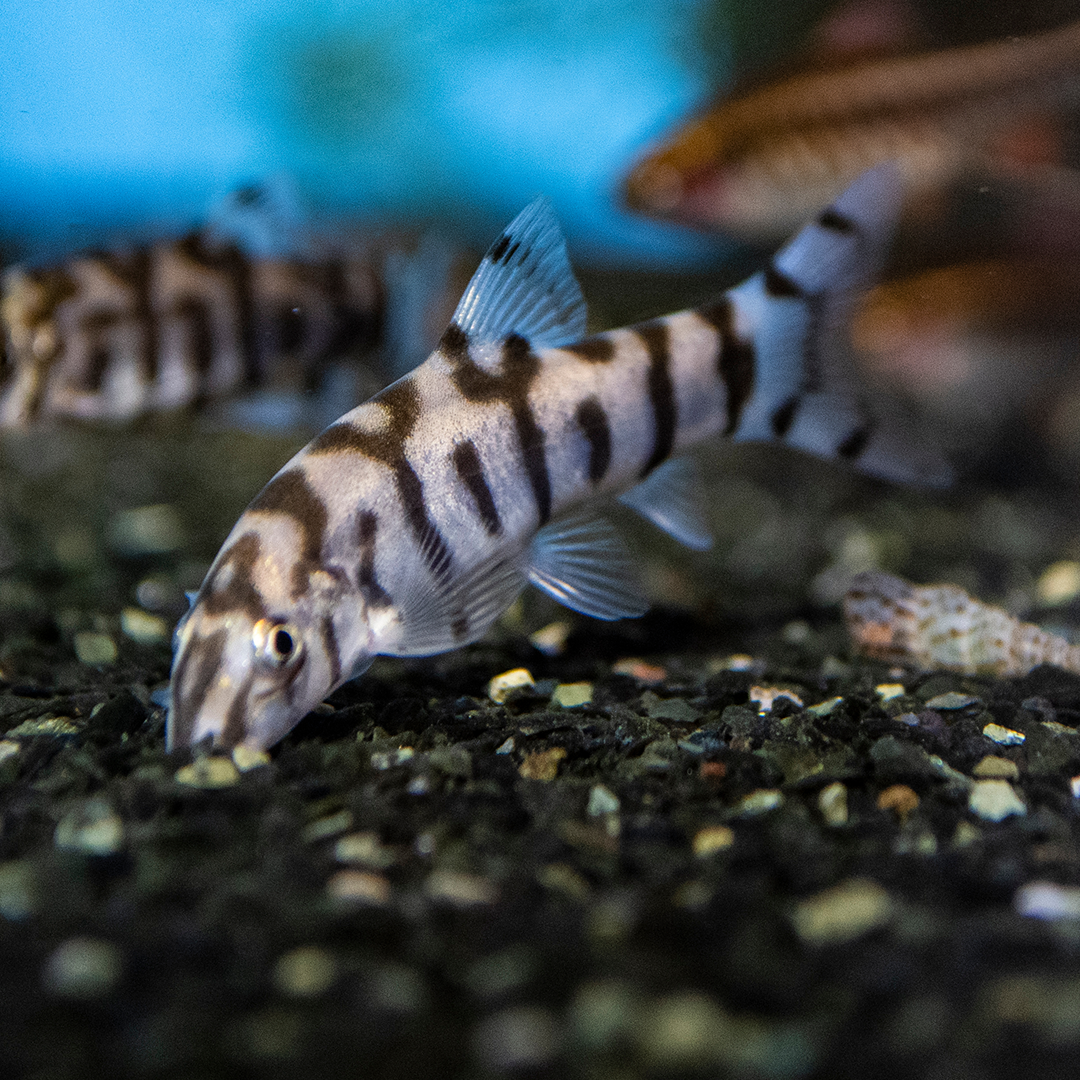 Pakistani YoYo Loach 3-4.5cm